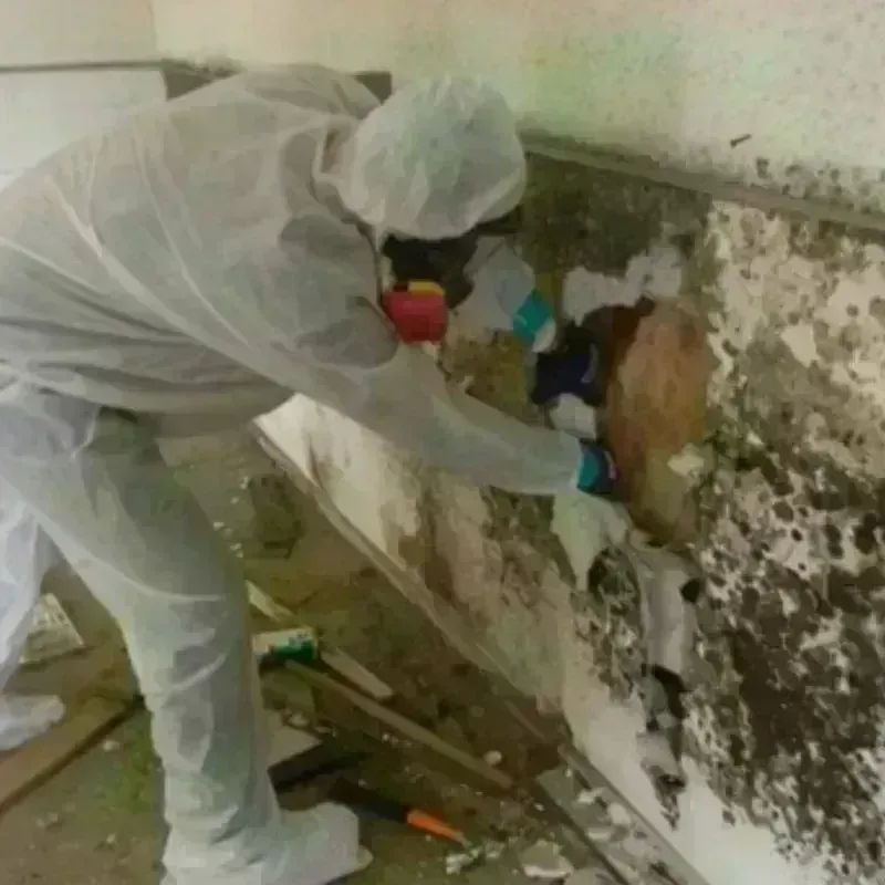 Mold Remediation and Removal in Carson, ND